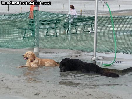 Neufundländer Hunde Foto 45625 Neufundländer Mein allerliebster Neufi