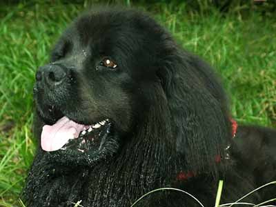 Neufundländer Hunde Foto 1693 Neufundländer Quixi von Moorbek gen. Nala