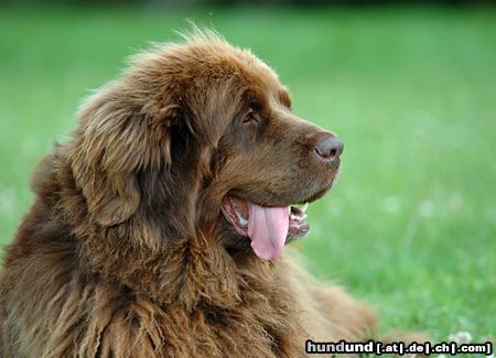 Neufundländer Hunde Foto 23649 in höherer Auflösung ansehen Neufundländer Bärli