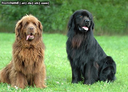 Neufundländer Hunde Foto 23647 in höherer Auflösung ansehen Neufundländer Teddy und Bärli
