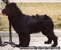 Neufundländer Hunde Foto 9776 Neufundländer