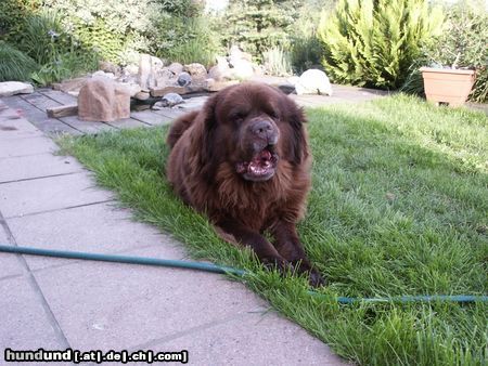 Neufundländer Hunde Foto 16039 in höherer Auflösung ansehen Neufundländer Ours(frz.)=Bär