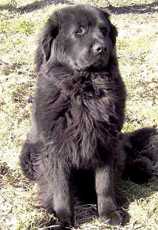 Neufundländer Hunde Foto 2568 Neufundländer www.fpur.de