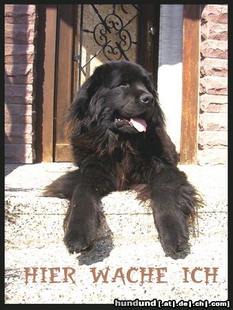 Neufundländer Hunde Foto 4618 Neufundländer Achat v.d. Steller Buttjern