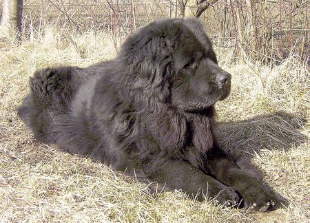 Neufundländer Hunde Foto 2569 Neufundländer www.fpur.de