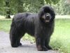 Neufundländer Foto: Black Animals Jim Beam (ID 4081) Neufundländer Hund