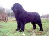 Neufundländer Foto: Otterbay Lord of the Dance (ID 10373) Neufundländer Hund