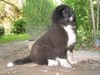 Neufundländer Foto: Darf ich mich vorstellen? Mein Name ist Kurt Brösel (ID 4768) Neufundländer Hund