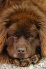 Neufundländer Foto: ohne Worte! (ID 18047) Neufundländer Hund