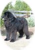 Neufundländer Foto: Shannon (ID 10375) Neufundländer Hund