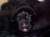 Neufundländer Foto: Neufiwelpe 1 Tag alt (ID 4891) Neufundländer Hund