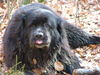 Neufundländer Foto (ID 40511) Neufundländer Hund