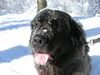 Neufundländer Foto: Thanatos talus (ID 9415) Neufundländer Hund