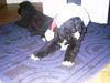 Neufundländer Foto: Das Christkind ist da (ID 17436) Neufundländer Hund