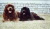 Neufundländer Foto: Gustel und Aico v. Elsterufer, zwei gute Freunde (ID 8512) Neufundländer Hund