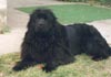 Neufundländer Foto (ID 412) Neufundländer Hund