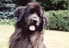 Neufundländer Foto (ID 413) Neufundländer Hund