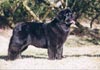 Neufundländer Foto (ID 414) Neufundländer Hund