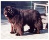 Neufundländer Foto: Ayla unser Sonnenschein (ID 8513) Neufundländer Hund