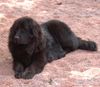 Neufundländer Foto: Lord of Dark's Amazone (ID 3675) Neufundländer Hund