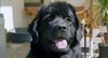 Neufundländer Foto: Annabell, Mutter unseres A-Wurfes vom Magic Forest (ID 14992) Neufundländer Hund