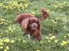 Neufundländer Foto (ID 16185) Neufundländer Hund