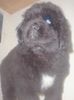 Neufundländer Foto: Rocky Billie geb.:13.1.04 hier 8 Wochen alt (ID 11488) Neufundländer Hund
