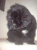 Neufundländer Foto: Rocky Billie geb.:13.1.04 hier 7,5 Wochen alt (ID 9756) Neufundländer Hund