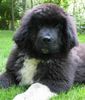 Neufundländer Foto: Brösel, 14 Wochen alt (ID 4778) Neufundländer Hund