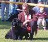 Neufundländer Foto: Bubbles erste Ausstellung (ID 8435) Neufundländer Hund