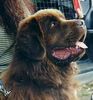 Neufundländer Foto: Bummi Bär von Anhalt (ID 8379) Neufundländer Hund