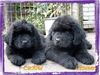 Neufundländer Foto: 2 Engel (ID 1416) Neufundländer Hund