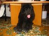 Neufundländer Foto: Ich passe doch noch drunter! (ID 4763) Neufundländer Hund