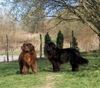 Neufundländer Foto: zwei Freunde für's Leben (ID 2998) Neufundländer Hund