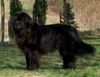 Neufundländer Foto: Charly (ID 3600) Neufundländer Hund