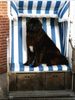Neufundländer Foto: Cheyenne (ID 14875) Neufundländer Hund