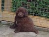 Neufundländer Foto: das barche baloe (ID 18201) Neufundländer Hund