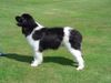Neufundländer Foto: der neufundlander (ID 18196) Neufundländer Hund
