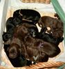 Neufundländer Foto: mein D-Wurf braune/schwarze Neufundländer (ID 3490) Neufundländer Hund