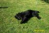 Neufundländer Foto: So geht es mir gut (ID 2564) Neufundländer Hund