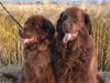 Neufundländer Foto: Desteny und Josie vom Wiehen (ID 4613) Neufundländer Hund