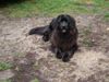 Neufundländer Foto: Nala (ID 16920) Neufundländer Hund