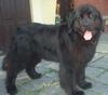 Neufundländer Foto: Fürst-Max v. Elsterufer (ID 7715) Neufundländer Hund