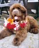 Neufundländer Foto: Sweet Riverdance Danger Affair (ID 12900) Neufundländer Hund