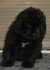 Neufundländer Foto: Darling Deborah Bär von Anhalt 6 Wochen (ID 8138) Neufundländer Hund