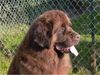 Neufundländer Foto: Desteny vom Wiehen (ID 4616) Neufundländer Hund