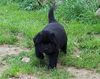Neufundländer Foto: Hoppla, jetzt komm ich!! (ID 11345) Neufundländer Hund