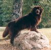 Neufundländer Foto: Filou (ID 3676) Neufundländer Hund