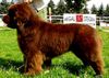 Neufundländer Foto: Gustel Aug.2002 (ID 8514) Neufundländer Hund