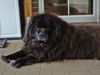 Neufundländer Foto: Das ist Heidi (ID 17380) Neufundländer Hund